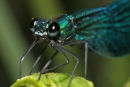 06-7543 Close up of a Male Dark Winged Demoiselle (Calopteryx splendens, xanthostoma)